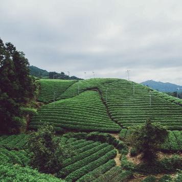 Jasmine Pouchong