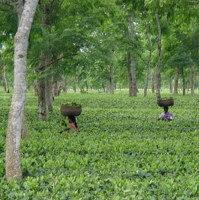 Assam Sessa Estate