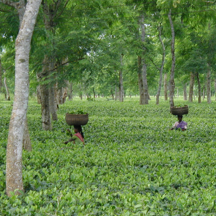 Masala Chai