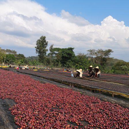 Decaf Ethiopian Yirgacheffe SW