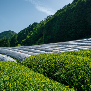 Tangerine Sencha