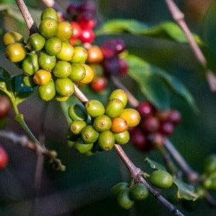 Guatemalan Huehuetenango